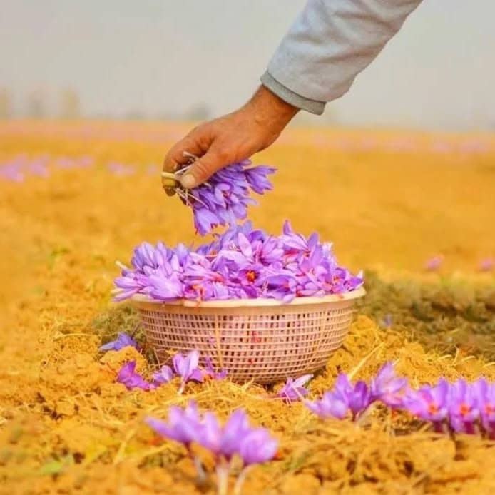 Saffron Innovation