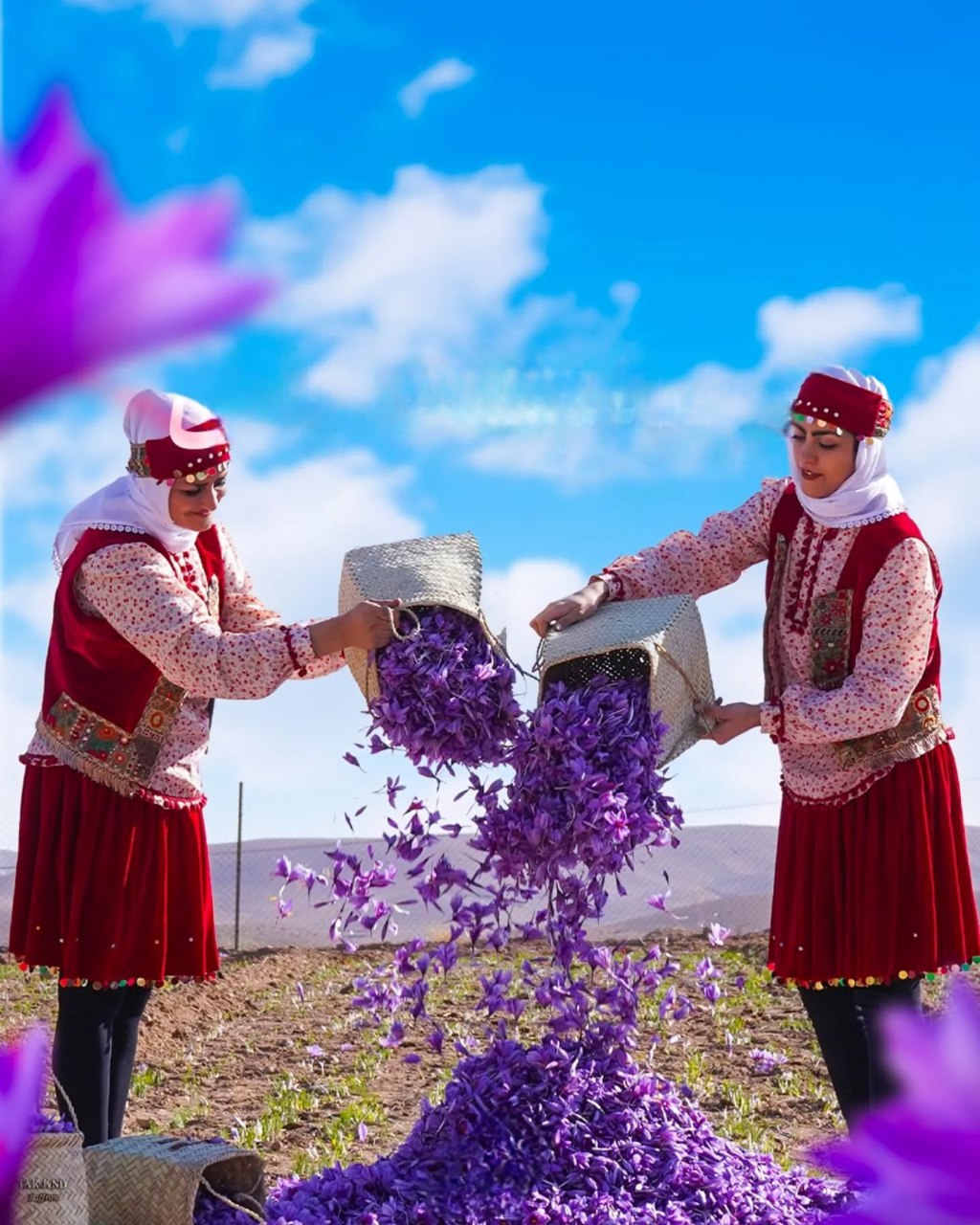 Saffron investment overview 2